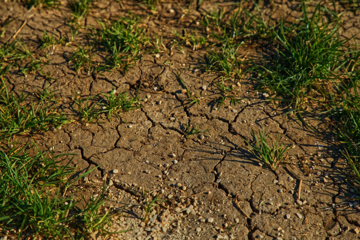 Introducción cultivo en leca: ¿Qué es la Hidroponía? – Ganas de Verde